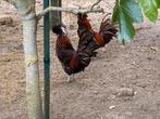 Padua hanen te koop, Dieren en Toebehoren, Pluimvee, Mannelijk, Kip