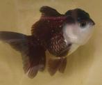 Oranda Panda, Dieren en Toebehoren, Vis, Zoetwatervis, Schoolvis