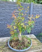 Bonsai Acer Palmatum, Ophalen