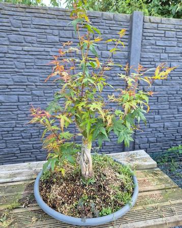 Bonsai Acer Palmatum beschikbaar voor biedingen