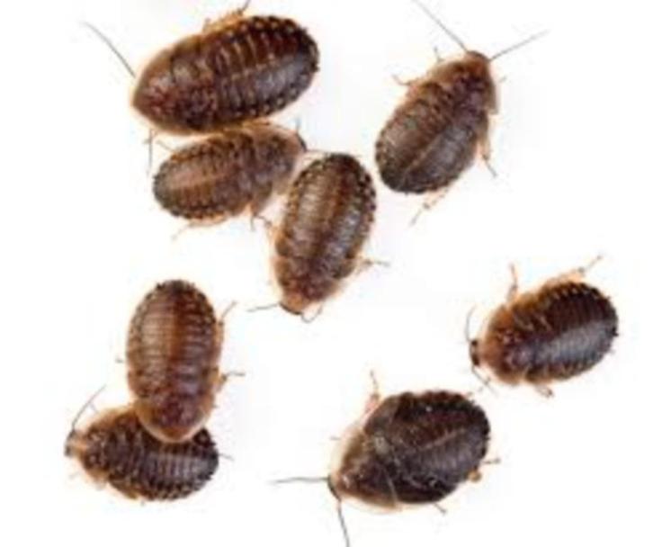 ook dubia nimfen te koop bij csreptiles Venlo, Dieren en Toebehoren, Insecten en Spinnen