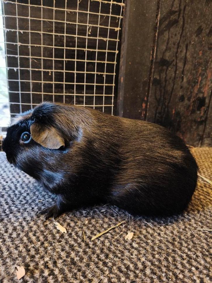 Zwart amerikaans gekruind beer, Dieren en Toebehoren, Knaagdieren, Cavia, December