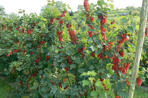RODE TROSBESSEN Struiken in POT 4€/stuk, ACTIE 5 VOOR 18€, Tuin en Terras, Planten | Tuinplanten, Vaste plant, Fruitplanten, Lente