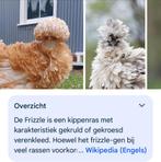 Broedeieren gezocht