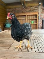 barnevelder haan, Mannelijk, Kip