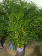 Palmier ARECA 2m60-3m, Plante verte, Enlèvement, Palmier, 200 cm ou plus
