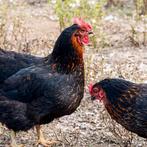 Zwarte legkippen|va. 7,5€|vandaag besteld, zaterdag geleverd, Dieren en Toebehoren, Kip