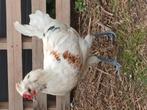 Zanghaan, Dieren en Toebehoren