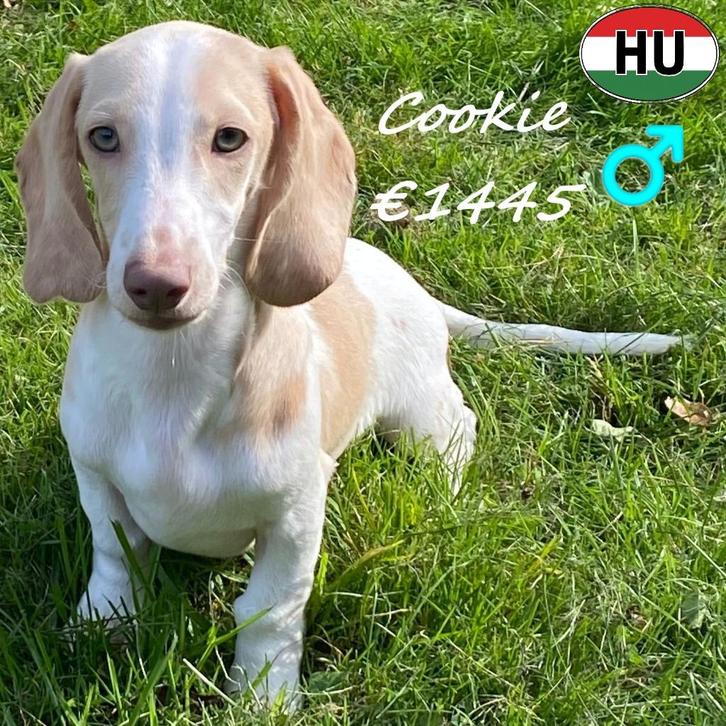 Teckel pups crème, crème-wit - Cookie, Carmel en Coco, Dieren en Toebehoren, Honden | Teckels en Dashonden, Meerdere dieren, Korthaar