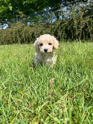 Maltipoo pups met liefde gefokt bij ons=100% Belgisch!! beschikbaar voor biedingen