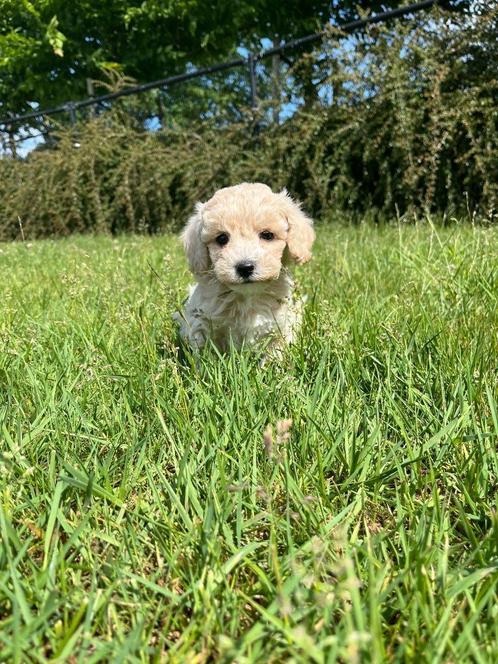 Maltipoo pups met liefde gefokt bij ons=100% Belgisch!!, Dieren en Toebehoren, Honden | Niet-rashonden, Klein, Meerdere dieren