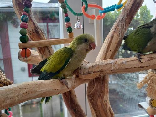 Muisparkiet, Dieren en Toebehoren, Vogels | Parkieten en Papegaaien, Parkiet, Vrouwelijk, Tam, Geringd