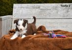 Prachtige bruin-witte Border Collie pup, Dieren en Toebehoren, CDV (hondenziekte), Meerdere, Teef, 8 tot 15 weken