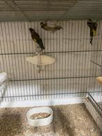 Femelles parva prêt pour la reproduction