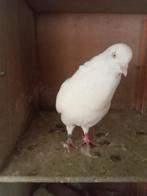 Keulse tuimelaars, Meerdere dieren, Tuimelaar of Roller