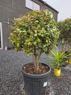 Viburnum Tinus meerstam, Ophalen