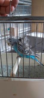 Gezocht hagoromo grasparkieten, Dieren en Toebehoren