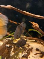 Sajicas koppel vissen, Dieren en Toebehoren, Vissen | Aquariumvissen, Vis, Zoetwatervis