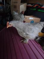 2 parelgrijze cochin krielen, Dieren en Toebehoren, Geslacht onbekend, Kip
