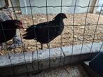 Jersey giant., Dieren en Toebehoren, Pluimvee