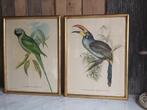 2 leuke oude ingelijste vogel litho's J & E Gould, Antiek en Kunst, Kunst | Litho's en Zeefdrukken, Ophalen of Verzenden