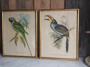2 leuke oude ingelijste vogel litho's J & E Gould  beschikbaar voor biedingen