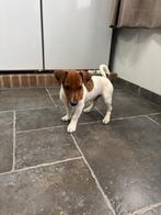 Jack Russel pup, België, Fokker | Hobbymatig, Jack Russell Terriër, Reu