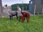 Bonte alpaca merrie met merrie veulen, Dieren en Toebehoren