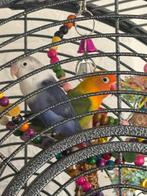 Koppel dwergpapegaaien met kooi en toebehoren, Dieren en Toebehoren, Vogels | Parkieten en Papegaaien