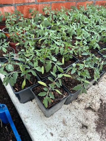 Tomaten, courgette en komkommerplanten., Ophalen, Zomer, Eenjarig, Groenteplanten