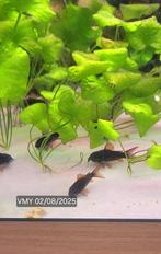 Osteogaster Schultzei sp Black Corydoras, Dieren en Toebehoren, Vissen | Aquariumvissen, Zoetwatervis, Schoolvis