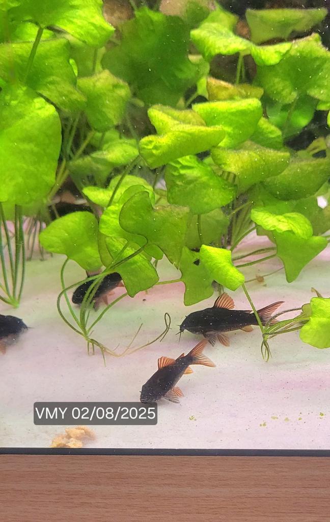 Osteogaster Schultzei sp Black Corydoras, Dieren en Toebehoren, Vissen | Aquariumvissen, Zoetwatervis, Schoolvis
