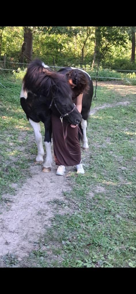 1-3 jarig veulen gezocht, Dieren en Toebehoren, Pony's, Merrie
