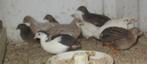 chinese dwergkwartels, Dieren en Toebehoren, Pluimvee, Meerdere dieren, Overige soorten