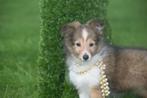 Sheltie pups Shetland Sheepdog, Sheepdog, 15 weken tot 1 jaar, Buitenland, CDV (hondenziekte)