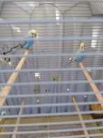 KWEEKRIJP KOPPELTJE REGENBOOG GRASPARKIETJES van 2025, Dieren en Toebehoren, Vogels | Parkieten en Papegaaien, Meerdere dieren