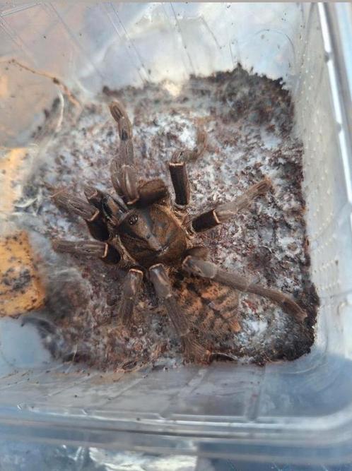 Vogelspinnen koppel, Dieren en Toebehoren, Insecten en Spinnen