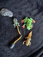 Evolutie boomkikker, Verzenden