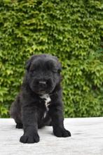 Prachtige Bouvier pups, CDV (hondenziekte), Meerdere, Bouvier, 8 tot 15 weken