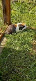 Merlijn, Cavia