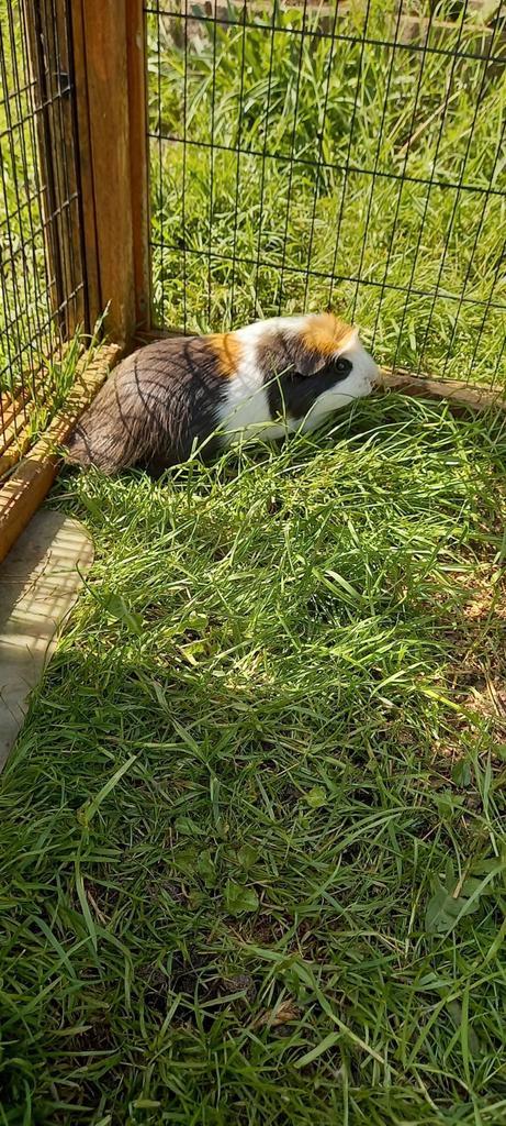 Merlijn, Dieren en Toebehoren, Knaagdieren, Cavia