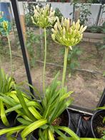 Agapanthus wit, Tuin en Terras, Planten | Tuinplanten, Ophalen