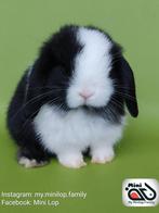 Baby minilop konijn ram met stamboom, Mannelijk, Dwerg, 0 tot 2 jaar, Hangoor