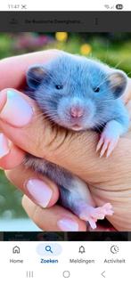 GEZOCHT     DWERGRATJES, Oktober