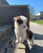 Knappe border collie pups, Colley, Plusieurs, Parvovirose, Belgique