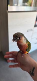 Tamme baby pyrrhuras