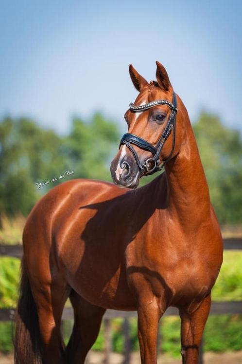 Prachtige Sportpony Allround te koop, Dieren en Toebehoren, Pony's, Merrie, L, D pony (1.37m tot 1.48m), Dressuurpony, 7 tot 10 jaar