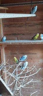 Grasparkieten, Animaux & Accessoires, Oiseaux | Perruches & Perroquets, Plusieurs animaux, Perruche