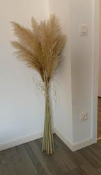 Pampaspluimen gedroogd, 1,2 m hoog, Enlèvement, Neuf