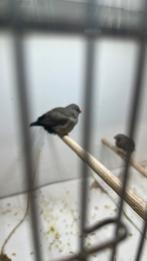 Le couple qui a fait ses preuves chez Charcoal, Plusieurs animaux, Oiseau tropical, Bagué